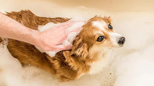 Kit Primeros Pasos - Especial Cachorros